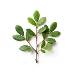 Bog bilberry