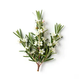 Bog rosemary