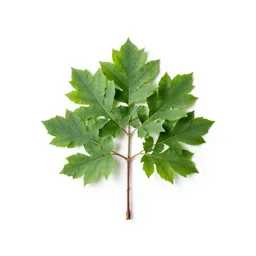 Boojum tree