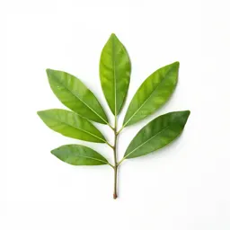 Bower actinidia