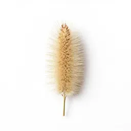 Bristlegrass
