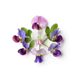 Broad-leaved everlasting pea