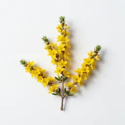 Broom tree