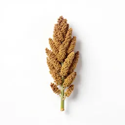 Broomcorn millet