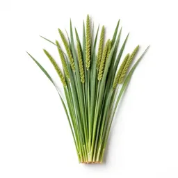 Broomcorn