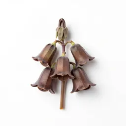 Brown bells