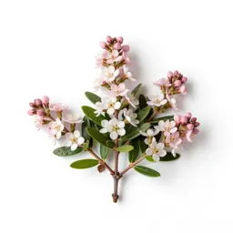 Bryanthus