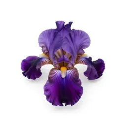 Bulbous iris