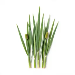 Bur reed