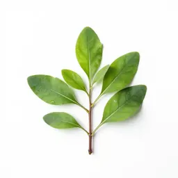 Burn plant