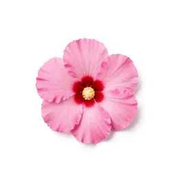 Bush hibiscus