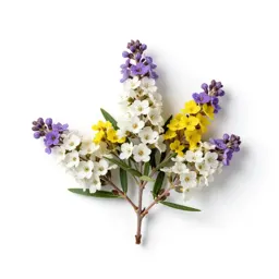Butterfly bush