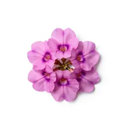 Butterfly flower