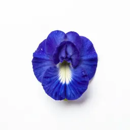 Butterfly pea
