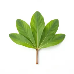 Camas