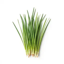 Canary grass