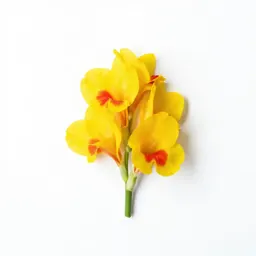 Canna lily