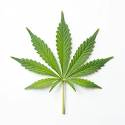 Cannabis