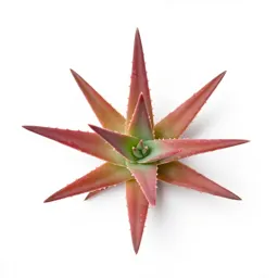 Cape aloe