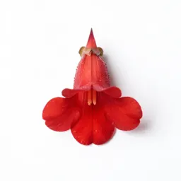 Cardinal flower