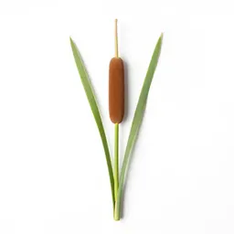 Cattail