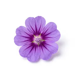 Checkerbloom