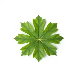 Clintonia