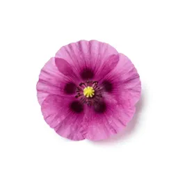 Clustered poppy mallow