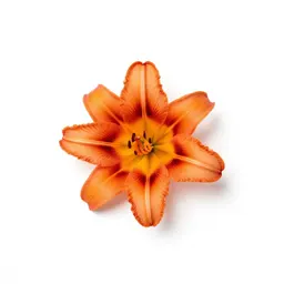 Coast lily