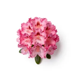 Coast rhododendron