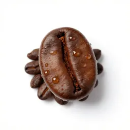 Coffee senna