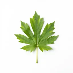 Combretum