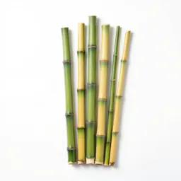 Common bamboo