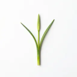 Common camas
