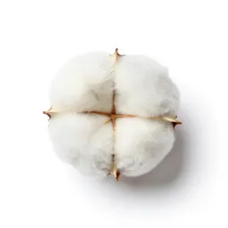 Common cotton grass