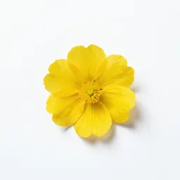 Common evening primrose