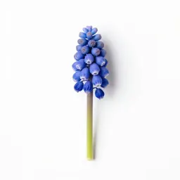 Common grape hyacinth