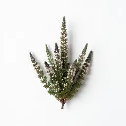 Common heath