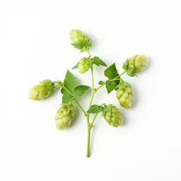 Common hop