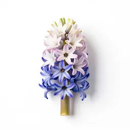 Common hyacinth