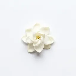 Common jasmine