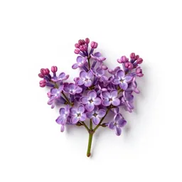 Common lilac