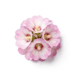 Common mallow