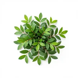 Common privet
