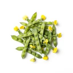 Common vetchling