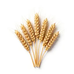 Common wheat