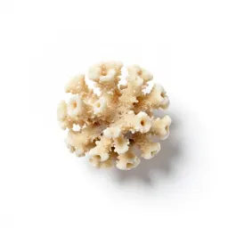 Coral gem