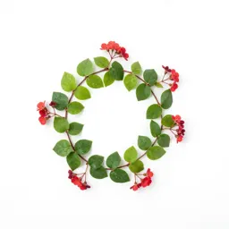 Coral vine