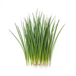 Cordgrass