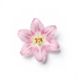 Corn lily